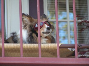 dogs-sunglasses