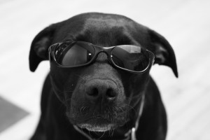 dogs-sunglasses-2