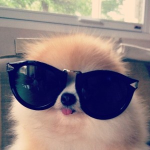 10 Pairs Of Sunglasses Your Dog Wishes He Had
