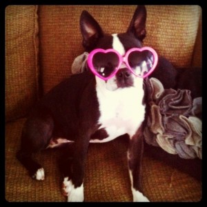 dogs-sunglasses-5