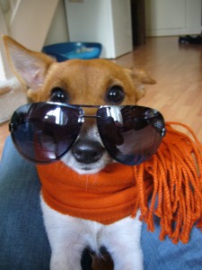 dogs-sunglasses-6
