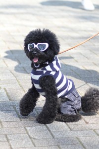 dogs-sunglasses-8