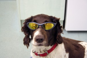 dogs-sunglasses-9