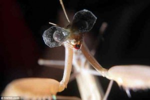 The Praying Mantis – Eyes to the Insect World