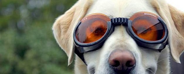 Doggles = Dogs in Sunglasses