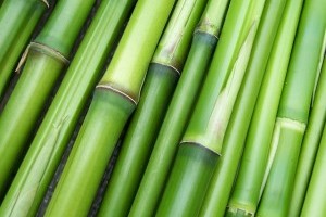 The Bamboo Revolution and How It Made It To Sunglasses