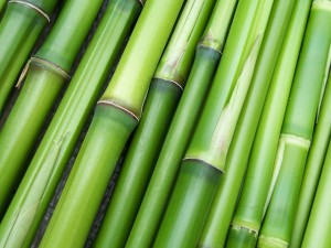 The Bamboo Revolution and How It Made It To Sunglasses